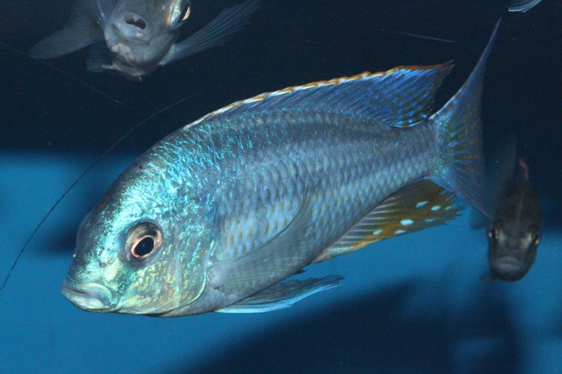 Chilotilapia rhoadesii